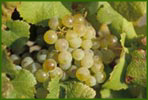 Vine of Bergeracois