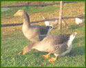Gooses from Périgord